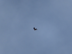 Milvus milvus