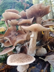 Armillaria ostoyae