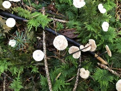 Paragymnopus perforans