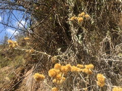 Achyrocline saturejoides