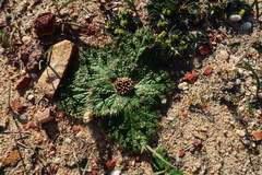 Arctopus monacanthus