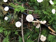 Paragymnopus perforans