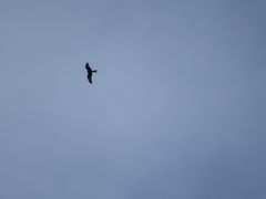 Milvus milvus