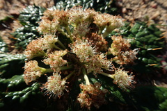 Arctopus monacanthus