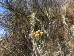 Achyrocline saturejoides