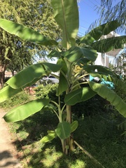 Musa × paradisiaca