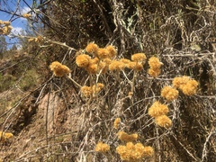 Achyrocline saturejoides