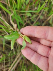 Commelina