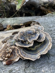 Trametes versicolor