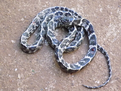 Dipsas ventrimaculata