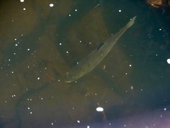 Salmo trutta