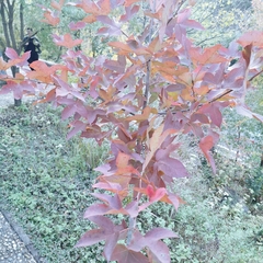 Liquidambar formosana