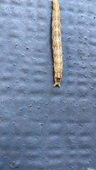 Crocidosema plebejana