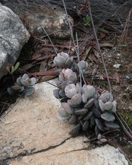 Adromischus