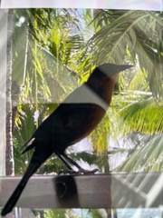 Quiscalus major