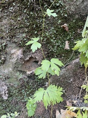 Aconitum noveboracense