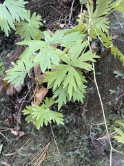 Aconitum noveboracense