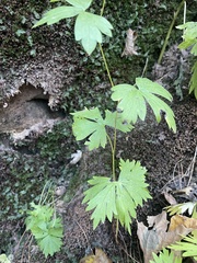 Aconitum noveboracense