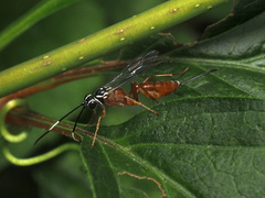 Mesostenus thoracicus