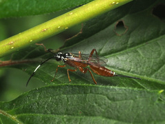 Mesostenus thoracicus