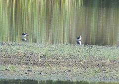 Vanellus vanellus