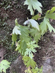 Aconitum noveboracense