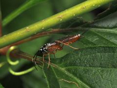 Mesostenus thoracicus