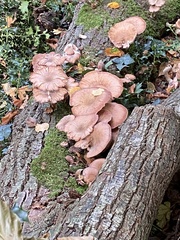 Armillaria