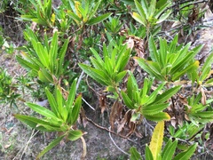 Kageneckia lanceolata