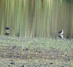 Vanellus vanellus