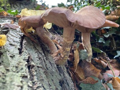 Armillaria