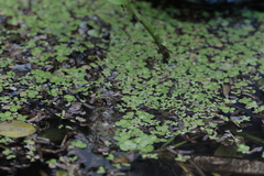 Lemna aequinoctialis