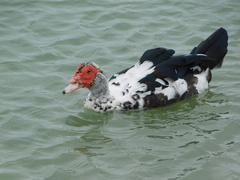 Cairina moschata domestica