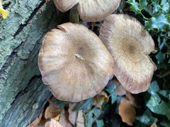 Armillaria