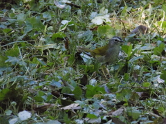Myiothlypis leucoblephara