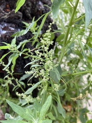 Chenopodium album