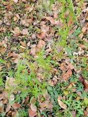 Rumex stenophyllus