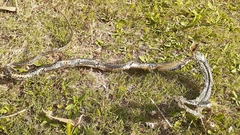 Psammophis crucifer