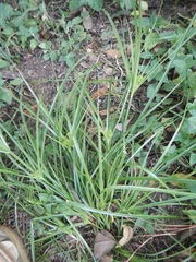 Cyperus retrorsus