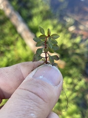 Ludwigia repens