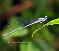 Calicnemia pulverulans