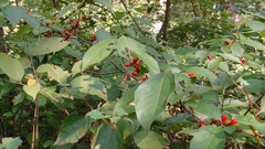 Antennaria parlinii fallax