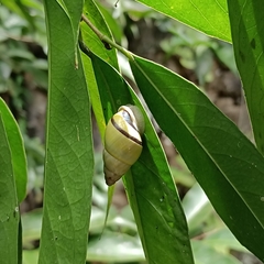Amphidromus atricallosus