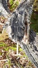 Psammophis crucifer