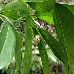 Amphidromus atricallosus