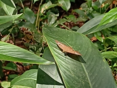 Tanaecia pelea
