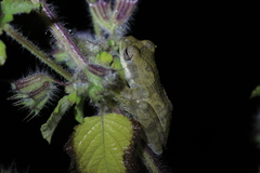 Chirixalus nongkhorensis