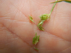 Cyperus retrorsus