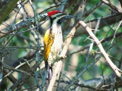Dinopium benghalense