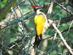 Dinopium benghalense